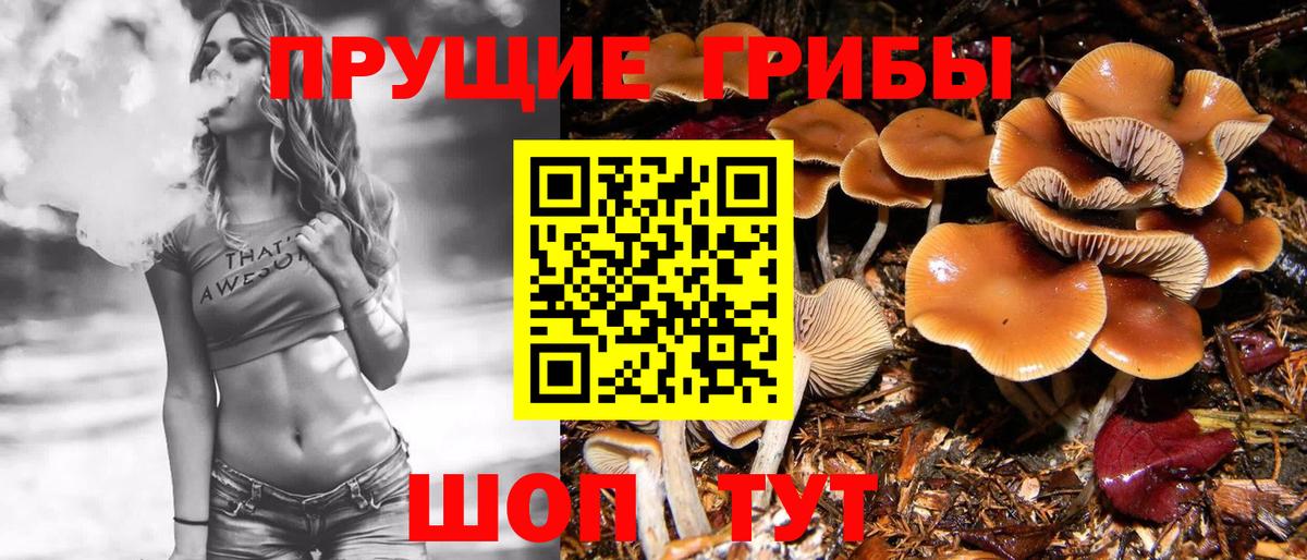 Заинск  Псилоцибиновые грибы MAGIC MUSHROOMS  где можно купить   Вход с VPN 